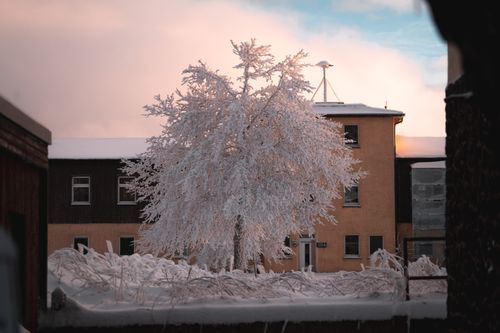 Free Serene winter scene with a snow-covered tree and rustic buildings during twilight. Stock Photo