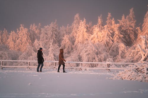 Darmowe zdjęcie z galerii z drzewa, drzewa iglaste, duże opady śniegu