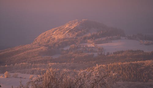 Trees on Snow Covered Mountain