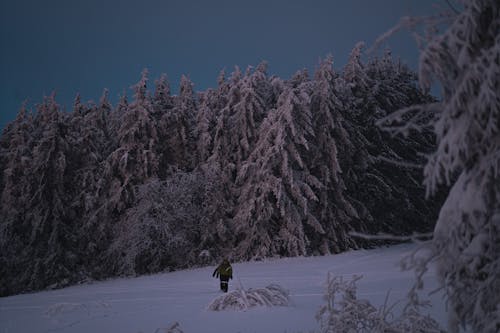 Kostenloses Stock Foto zu bäume, berg, eisig