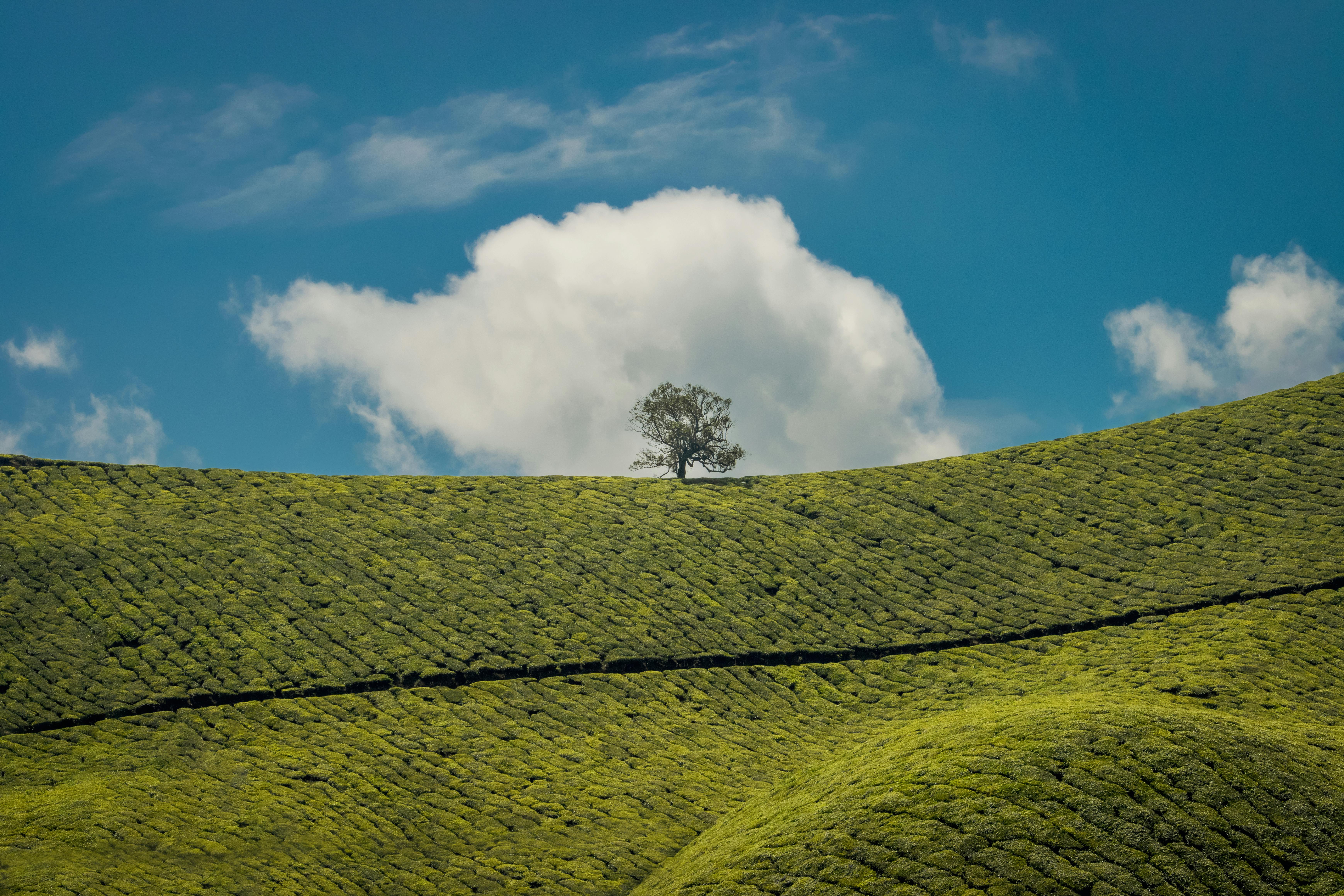 Pakistan Landscape, agriculture, farm, green, land, landscape, nature, pak,  pakistan, HD phone wallpaper | Peakpx