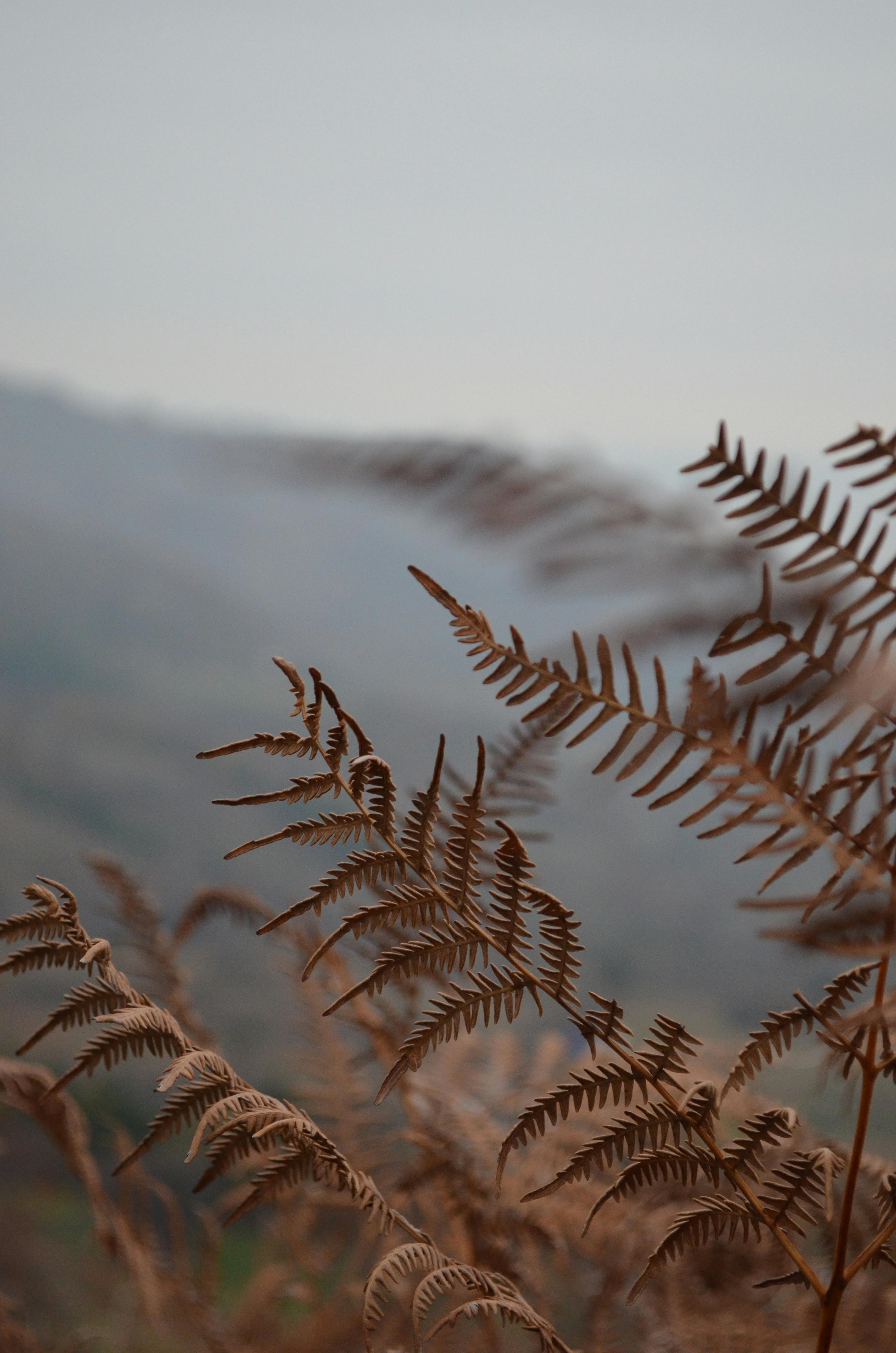 close up of dry fern leaves in nature