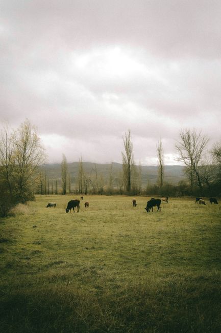 Cattle graze peacefully in a foggy pasture near Tbilisi, Georgia, showcasing rural life.