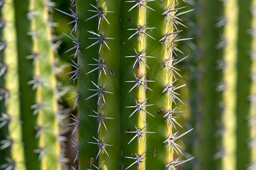 Gratis Fotos de stock gratuitas de 4k, agujas de cactus, cactus Foto de stock