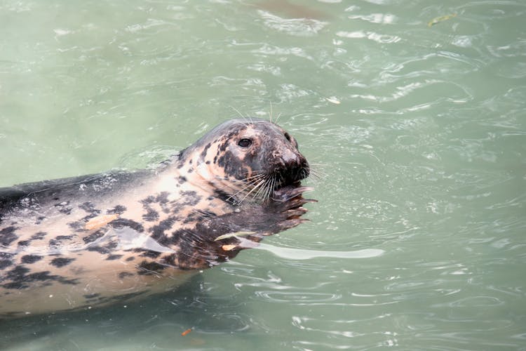 A Seal In The Water 