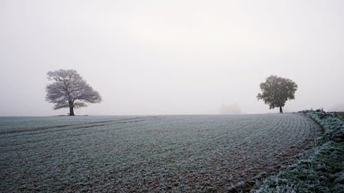 Hoarfrost on Field in Winter
