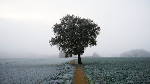 Single Tree by Footpath between Fields in Countryside in Winter