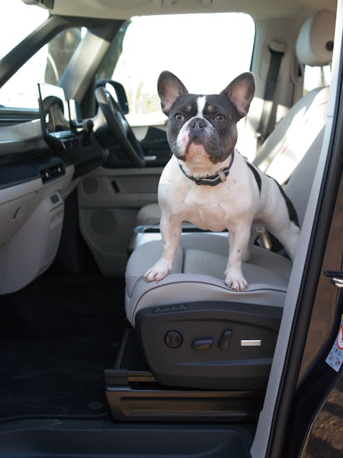 Bulldog in Car