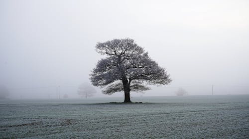 Fog over Field in Winter