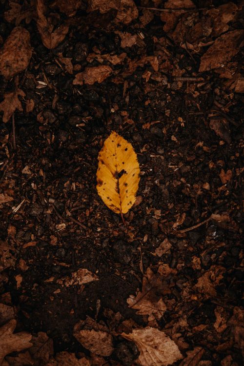 Free A single yellow leaf resting on dark soil, representing the essence of autumn and nature's cycle. Stock Photo