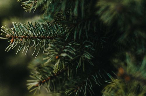 Free Detailed close-up photo of lush green pine needles showcasing natural beauty. Stock Photo