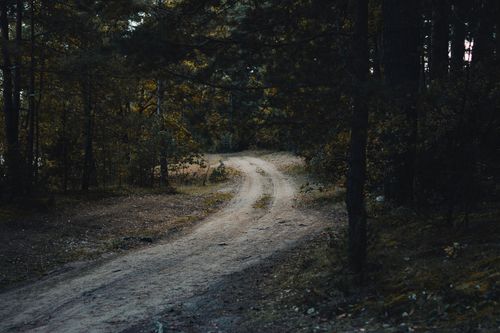 Free A serene unpaved pathway through a forest in Vileika, Belarus, captured at twilight. Stock Photo