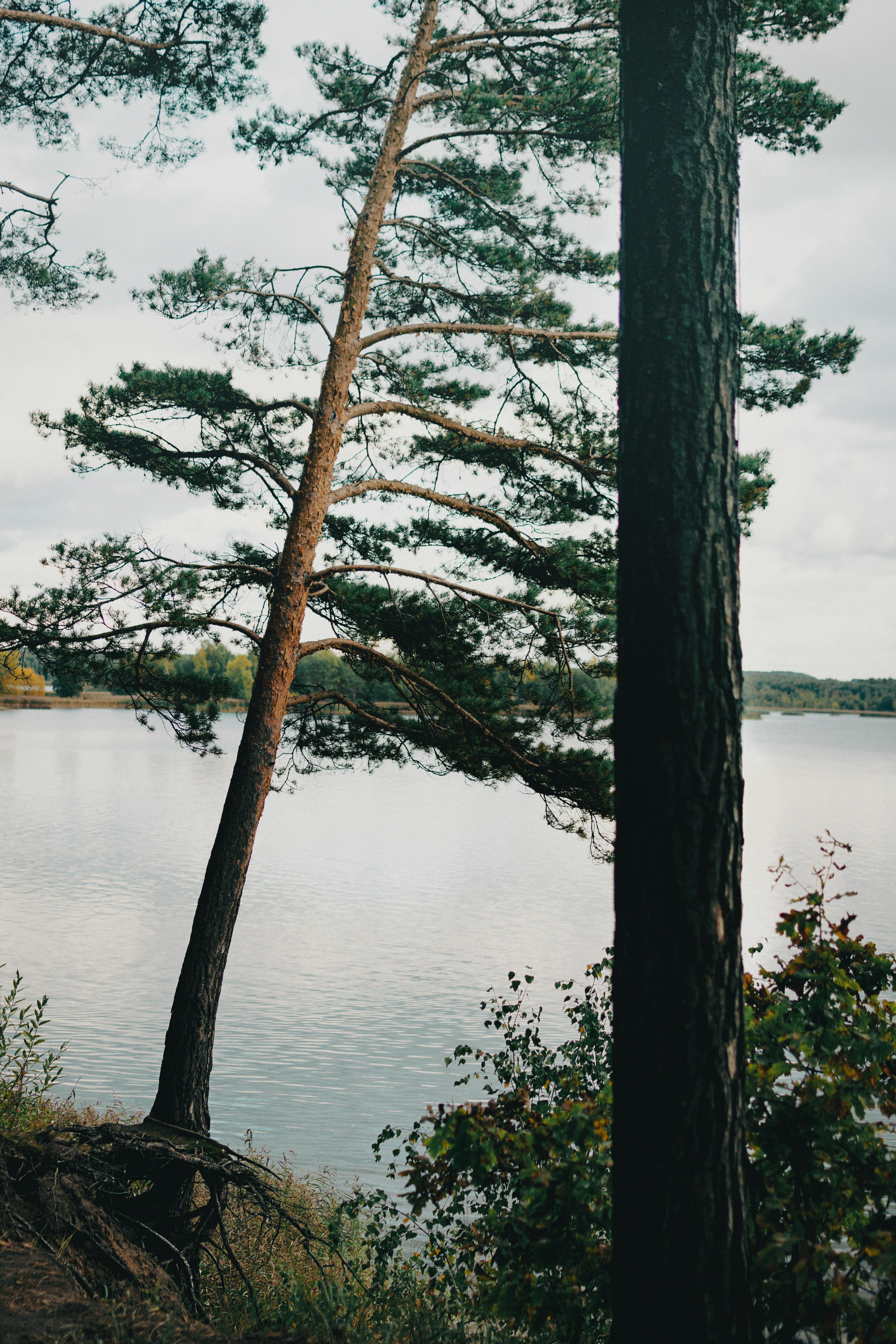 Vileika · Free Stock Photo