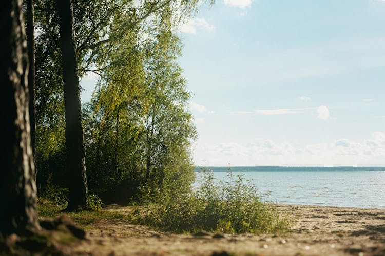 Green Trees Near The Lake 