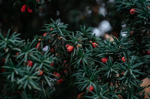 Berries and Leaves