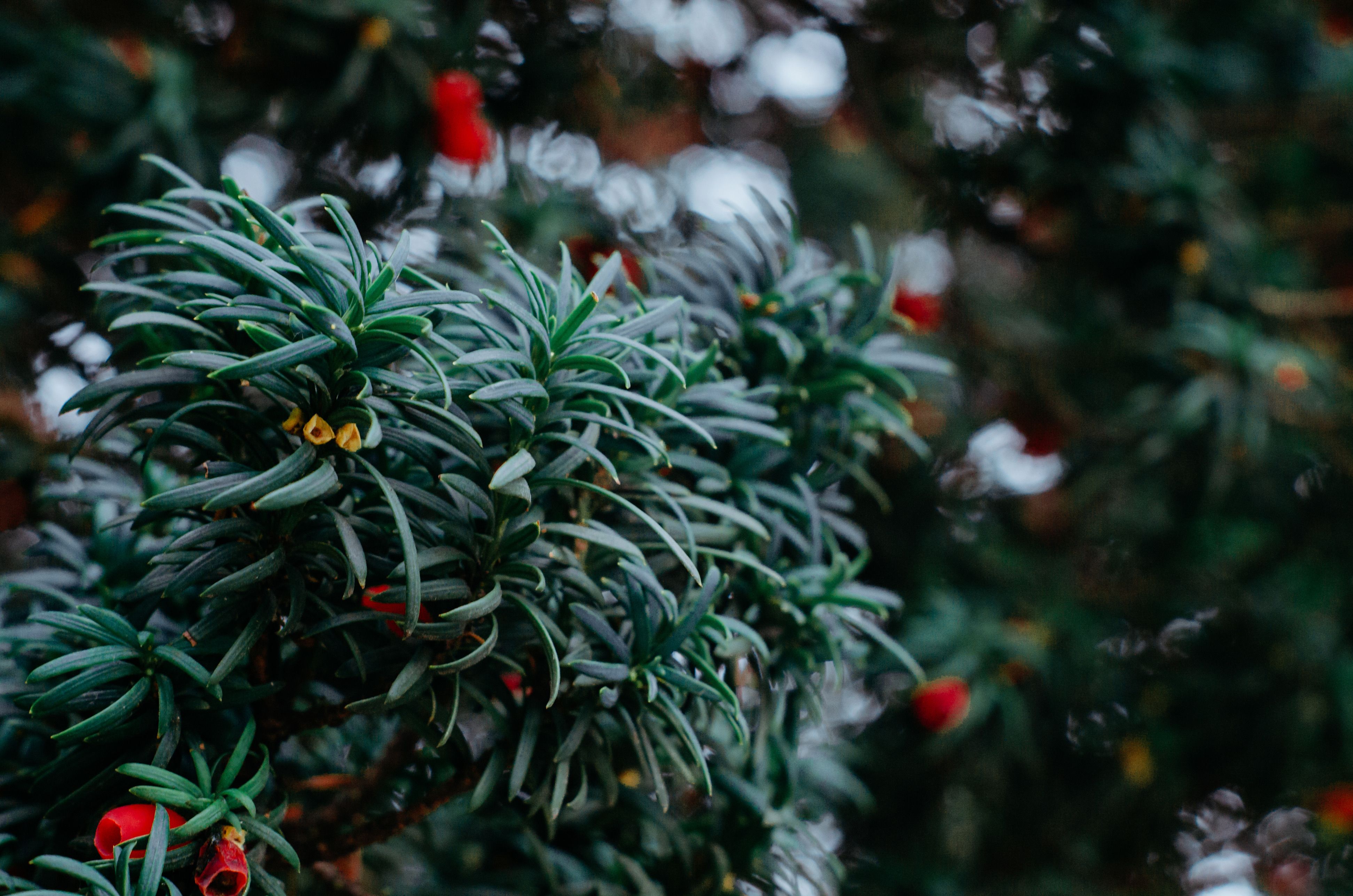 Close up of Decorated Evergreen Leaves · Free Stock Photo