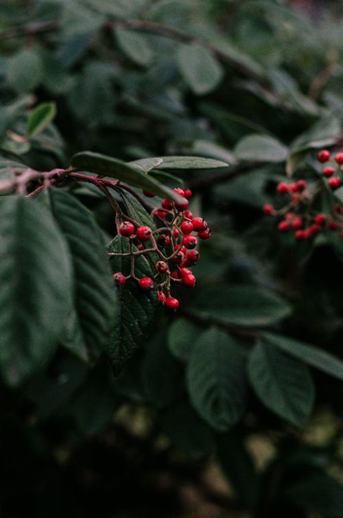 Free Detailed close-up of red berries hanging from branches amidst lush green leaves. Stock Photo