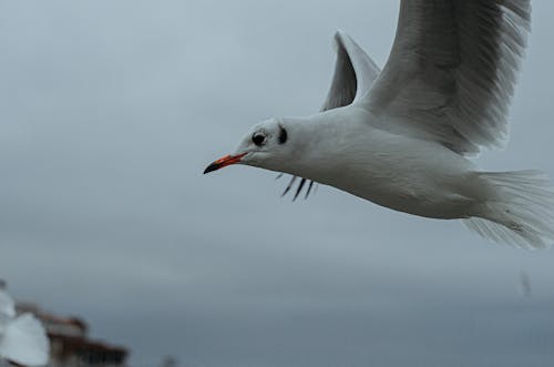 Close-Up Photo of a flying Bird