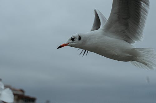 Imagine de stoc gratuită din a închide, aripi, aves