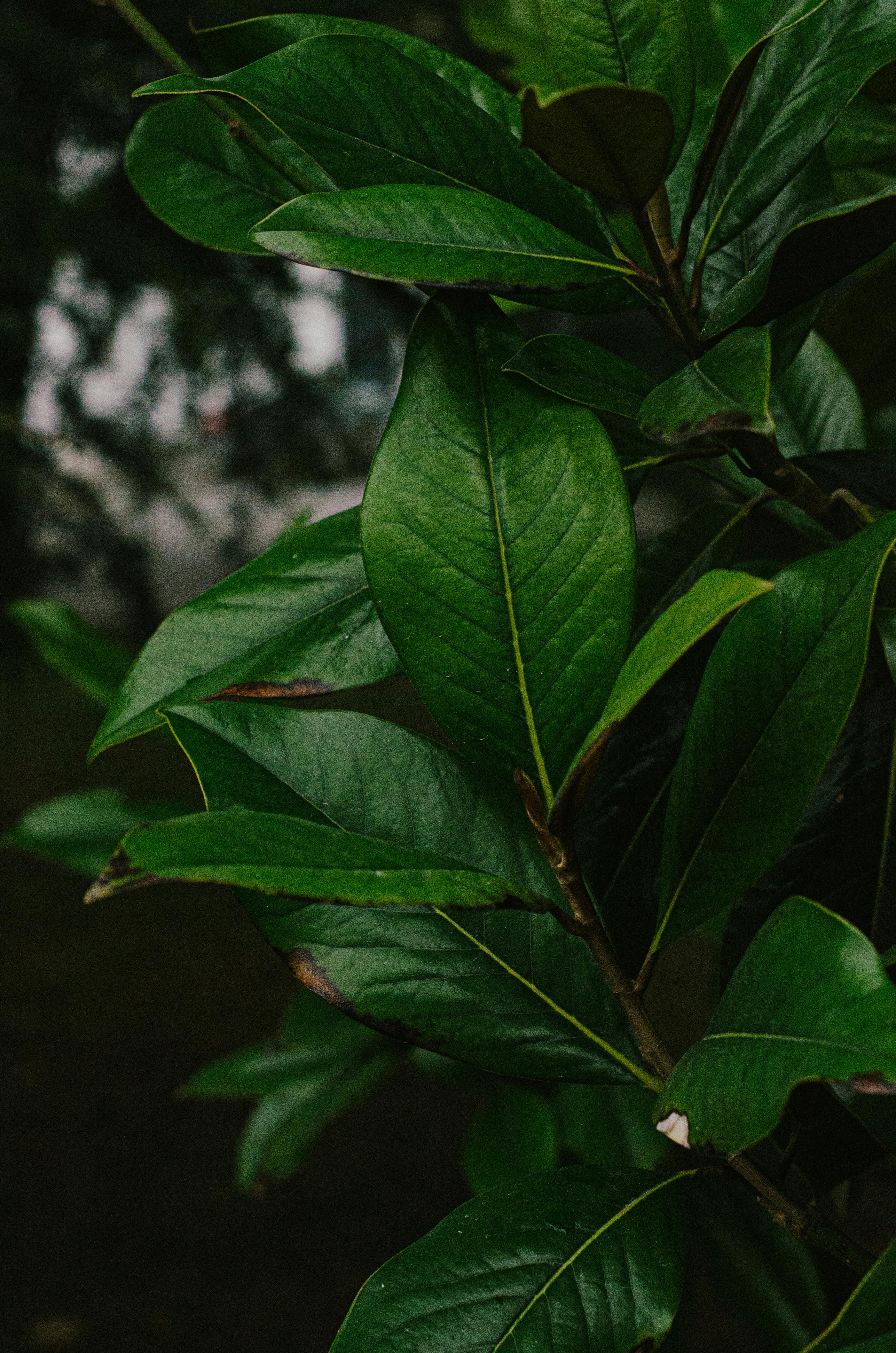 Close-up of a Plant · Free Stock Photo