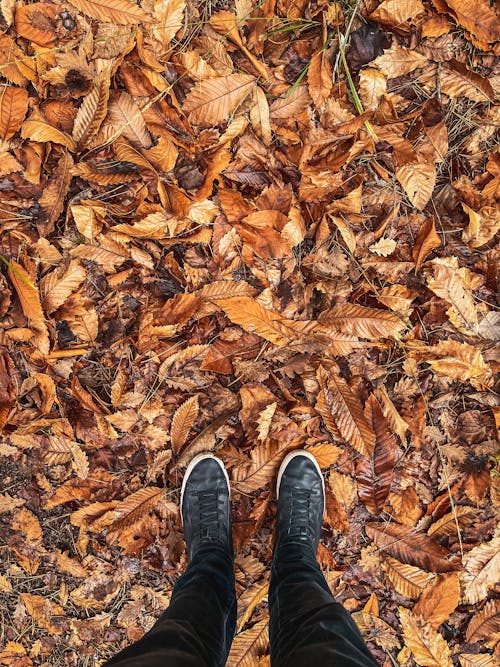 Autumn Fallen Leaves