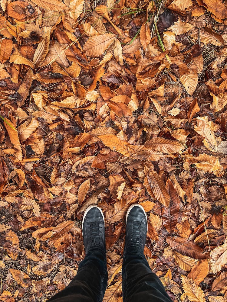 Autumn Fallen Leaves