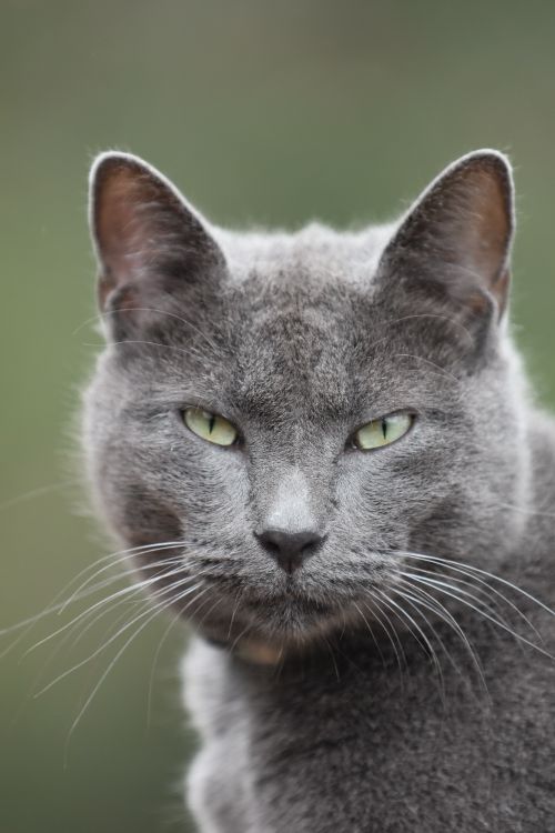 Free A striking close-up of a gray cat with green eyes, perfect for animal portrait enthusiasts. Stock Photo