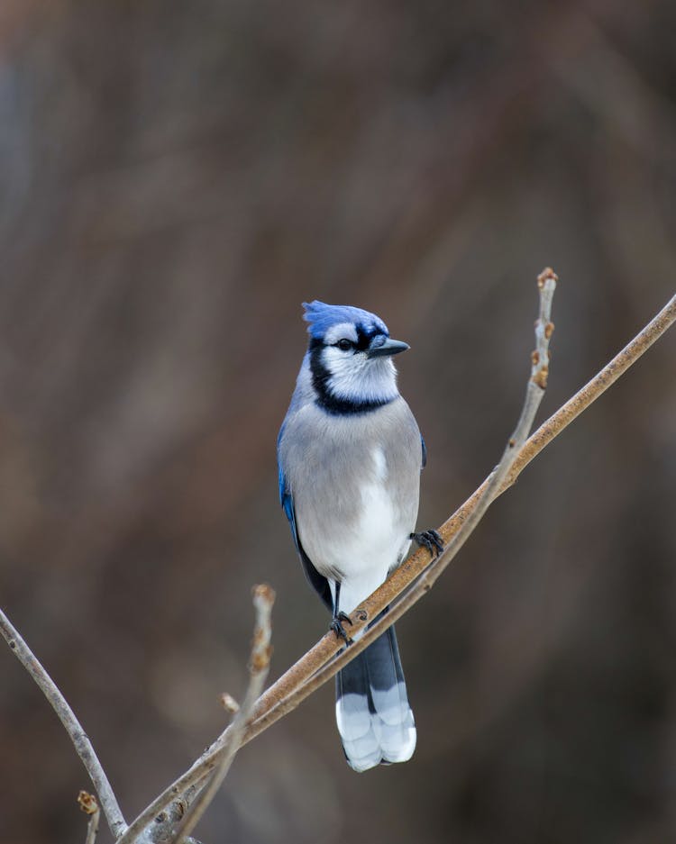 Close-Up Shot Of A Blue Jay 