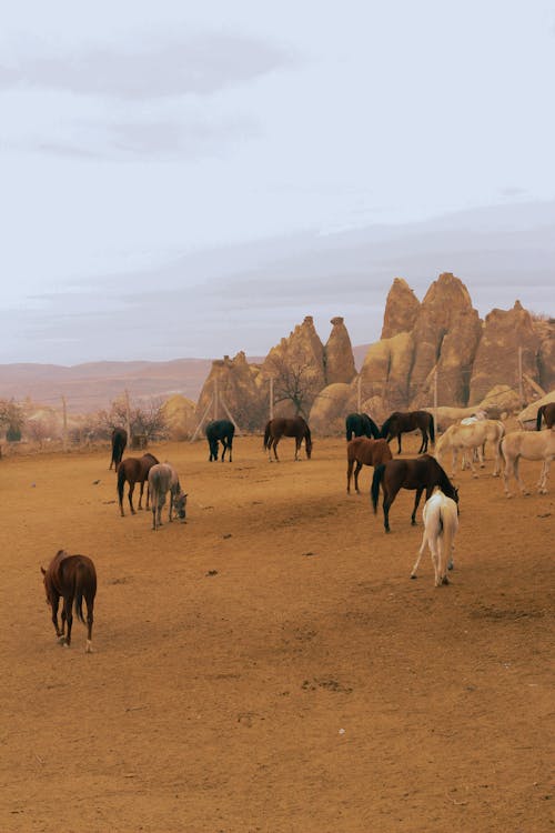 Безкоштовне стокове фото на тему «вертикальні постріл, коні, стадо»