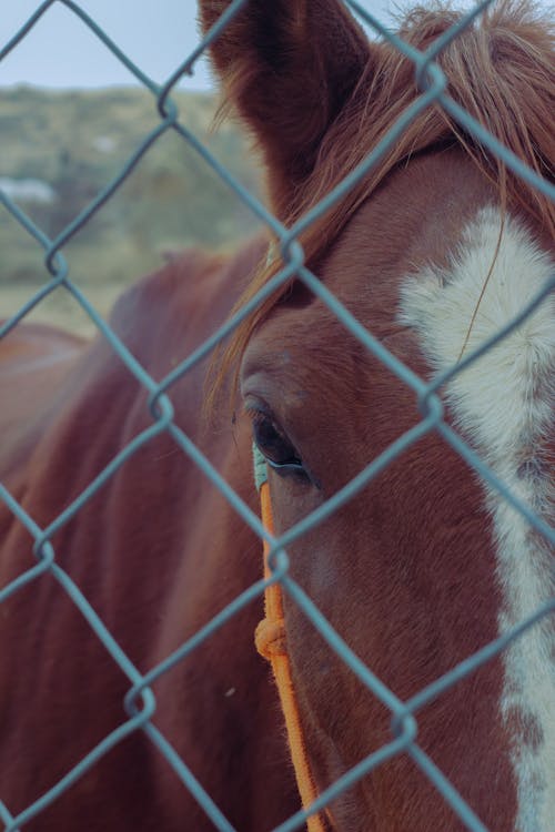 Fotos de stock gratuitas de animal, caballo, cabeza