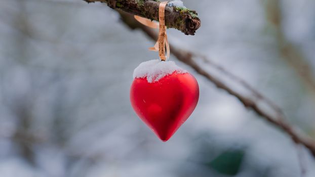 Free stock photo of apple, blur, branch