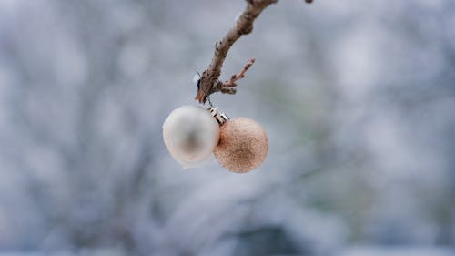 Christmas Balls Hanging on Tree Branch