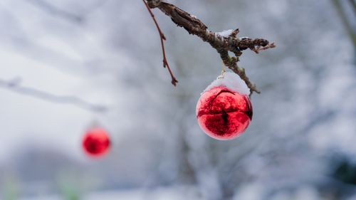 Free A vibrant red Christmas ornament hangs on a snow-covered tree branch, capturing the holiday spirit. Stock Photo
