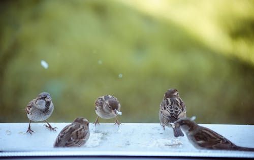Sparrows Sitting on Windowsill