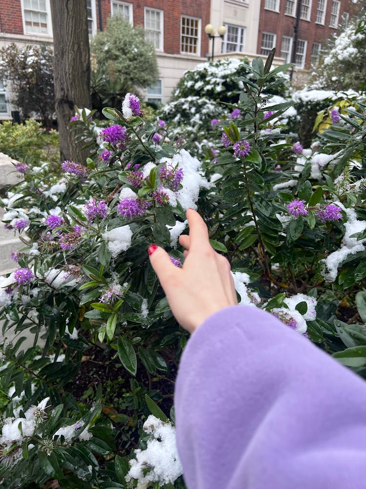 Woman Touching Shrub In Snow