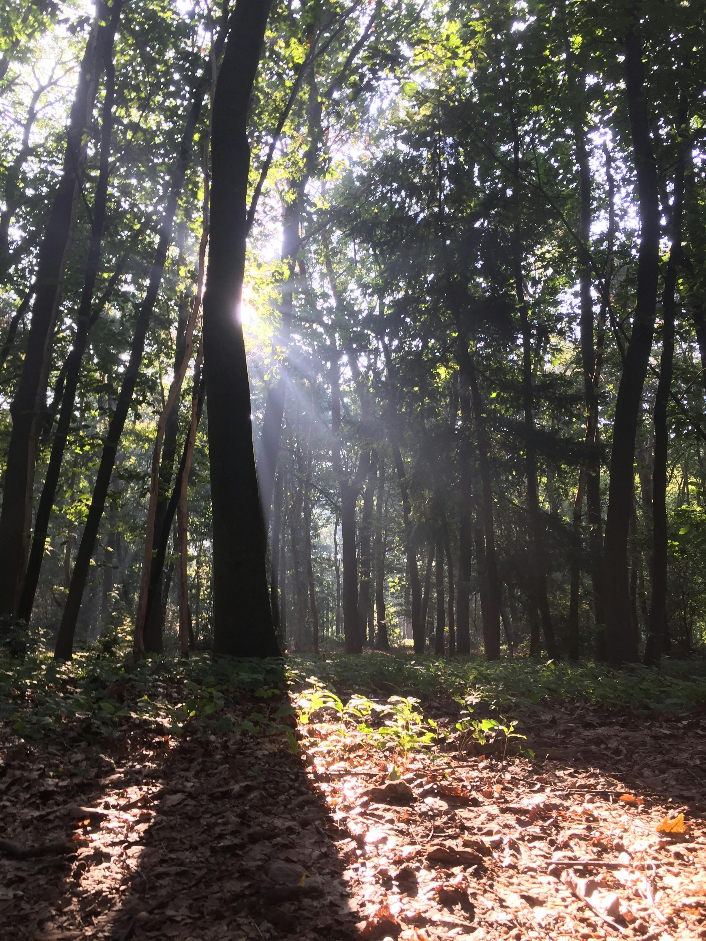 Free stock photo of fall, forest, morning sun