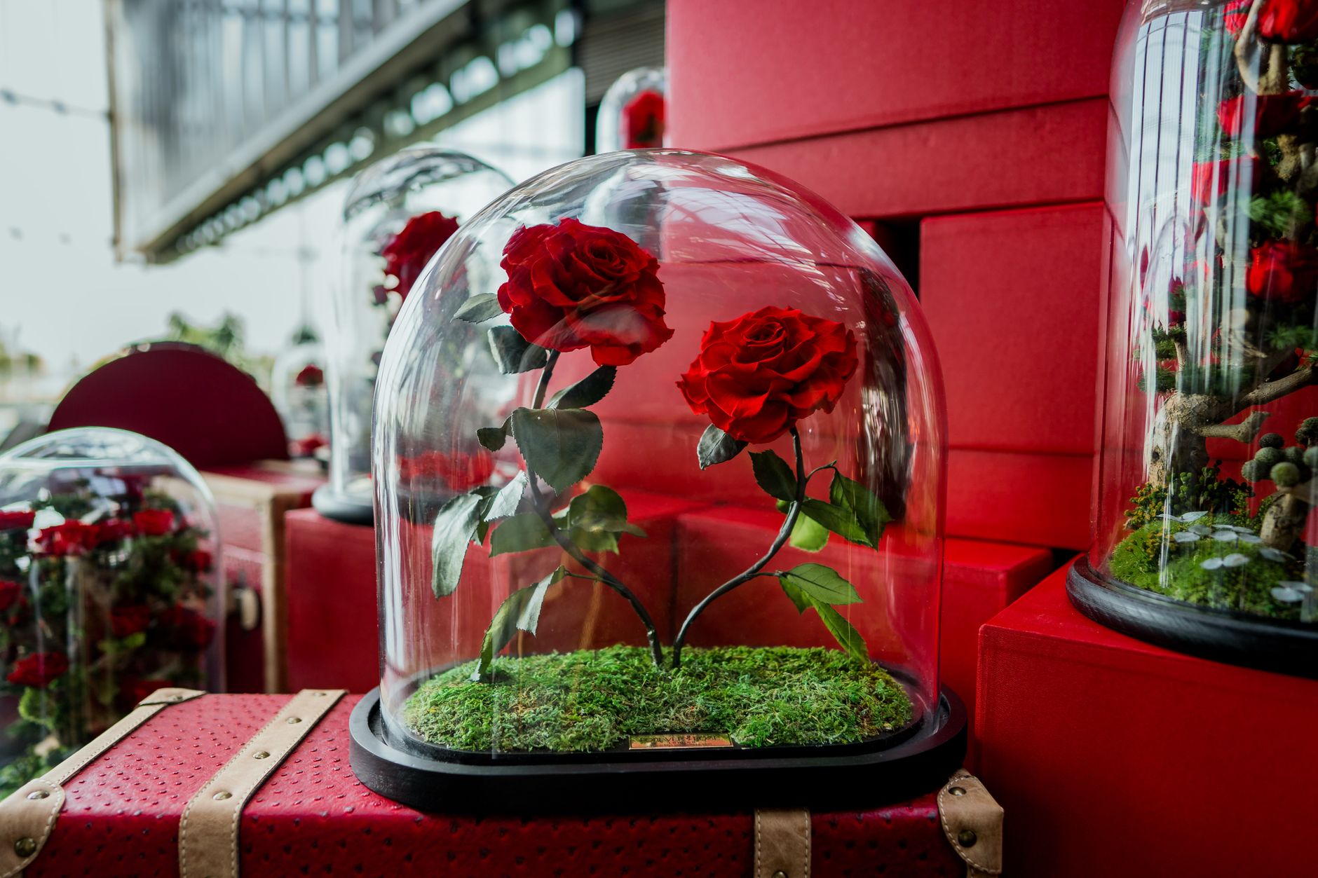 Stylish red roses artistically displayed under glass domes, reflecting beauty and luxury.