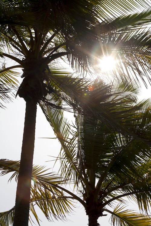 Green Palm Trees and Sunlight