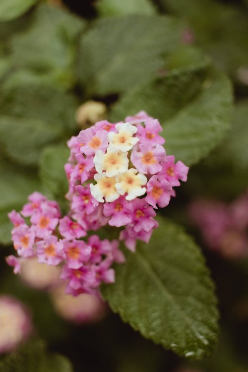 Free Detailed close-up of blooming pink and yellow lantana flowers with green leaves. Stock Photo