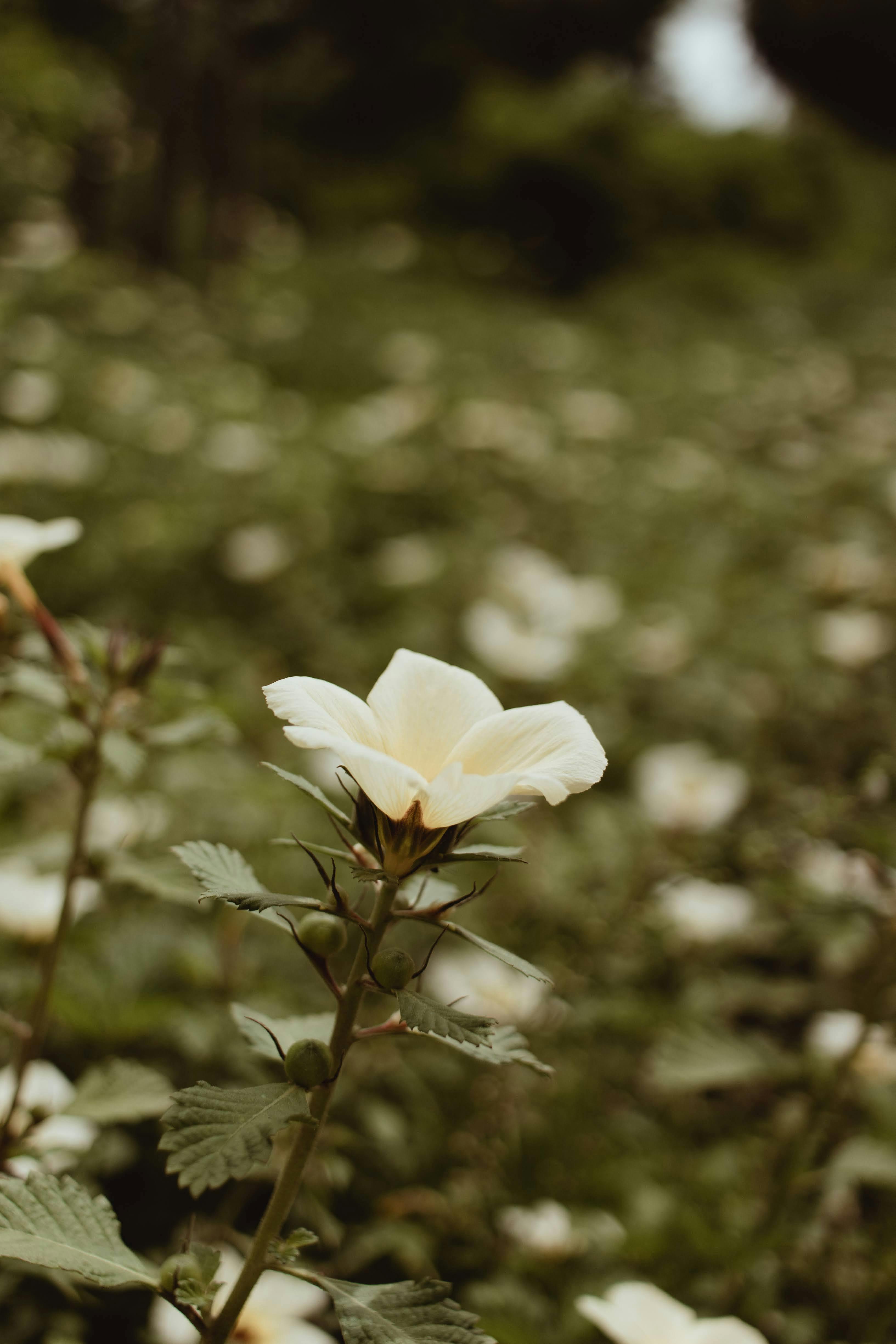 White Flower in Bloom · Free Stock Photo