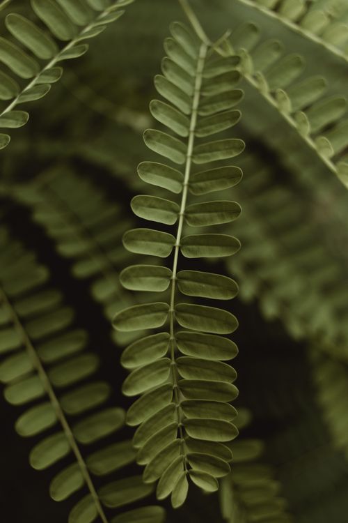Free Close-up of lush green acacia leaves showcasing their detailed texture and structure. Stock Photo