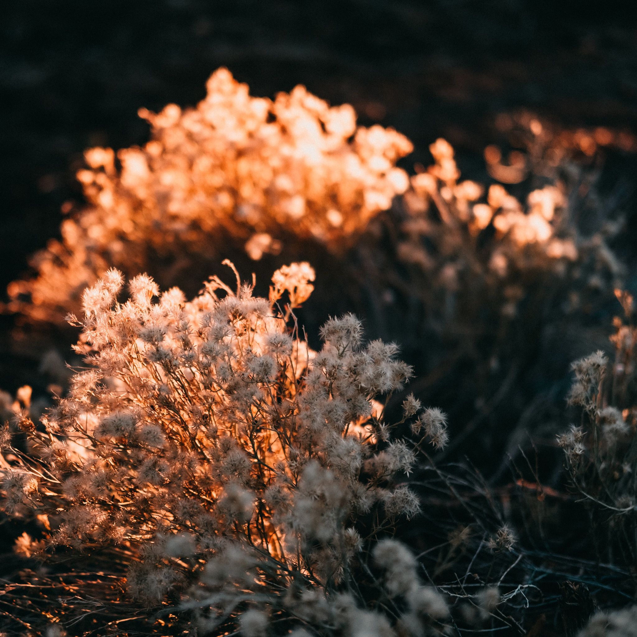 Beautiful wildflowers brilliantly lit by a golden sunset in a serene meadow setting.