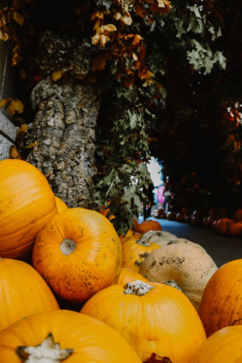 Stack of Colorful Pumpkins · Free Stock Photo