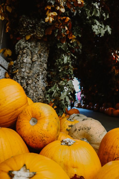 Free A vertical shot of pumpkins arranged outdoors with fall foliage, capturing a rustic autumn ambiance. Stock Photo