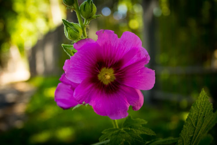 Close-up Photo Of A Pink Flower