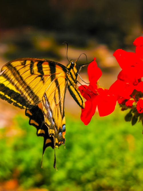 Close-Up Shot of Two-Tailed Swallowtail on Red Flowers
