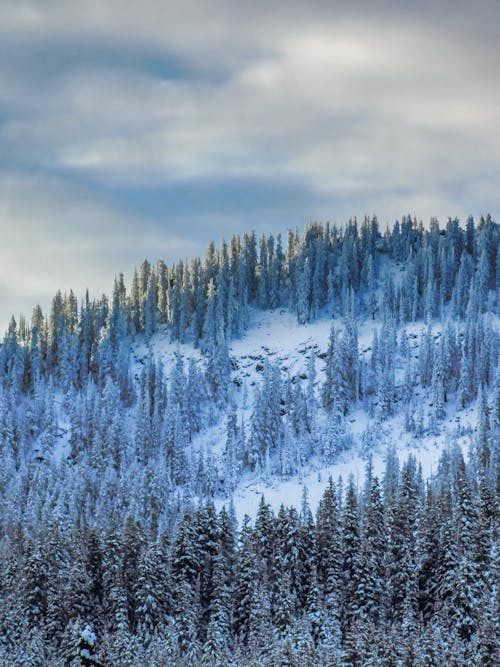 丘, 冬, 垂直ショットの無料の写真素材