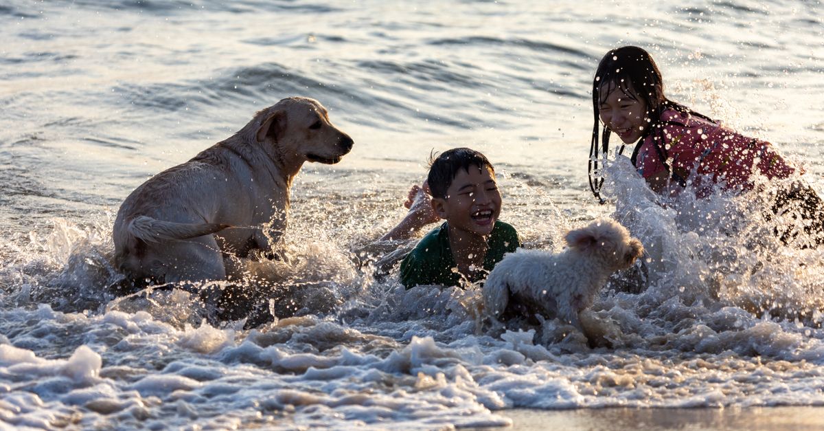 Excellent Family Dogs Excellent family dogs playing with children in the ocean waves at the beach