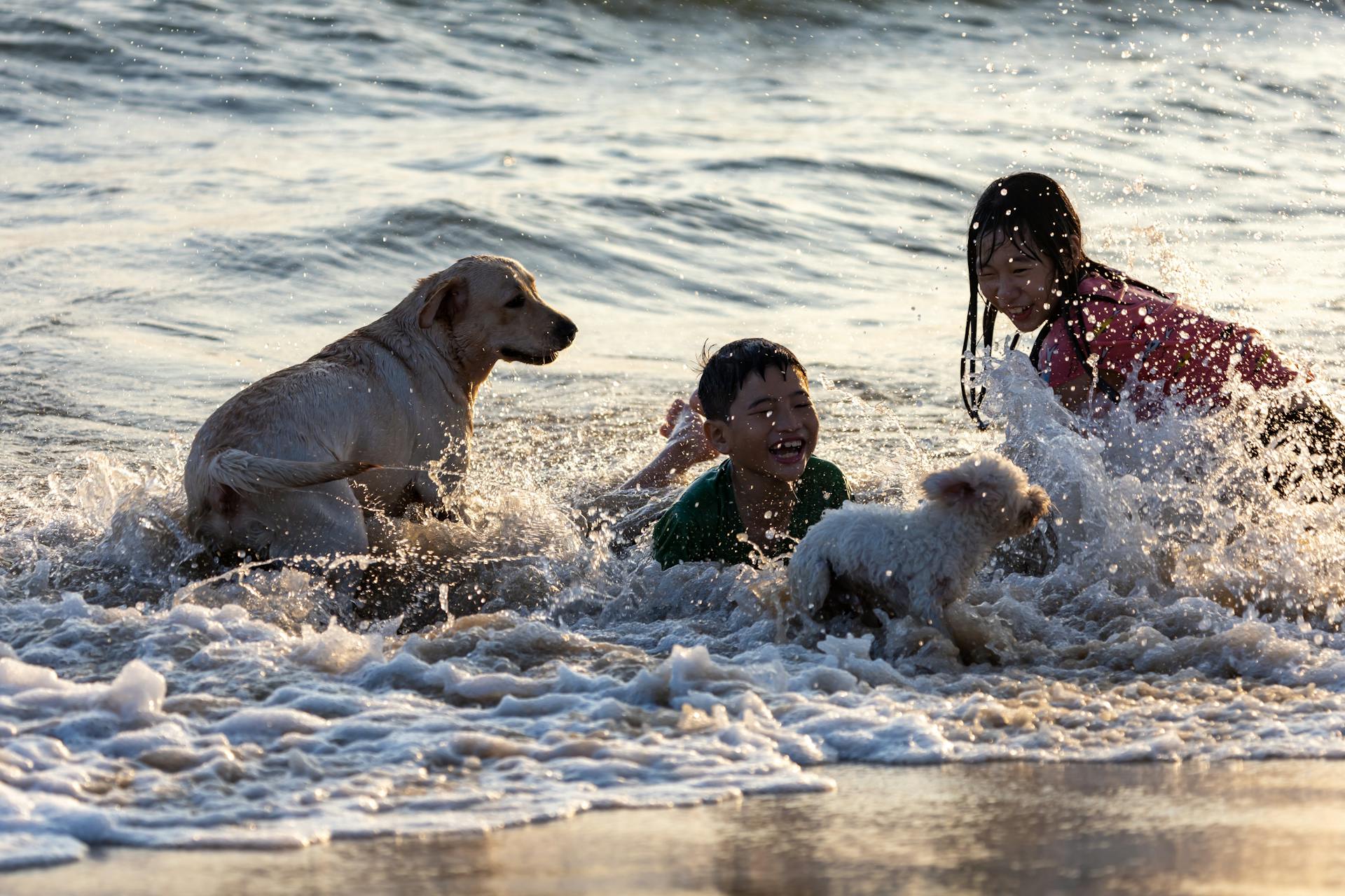 Kids and Dogs Playing on the Beach