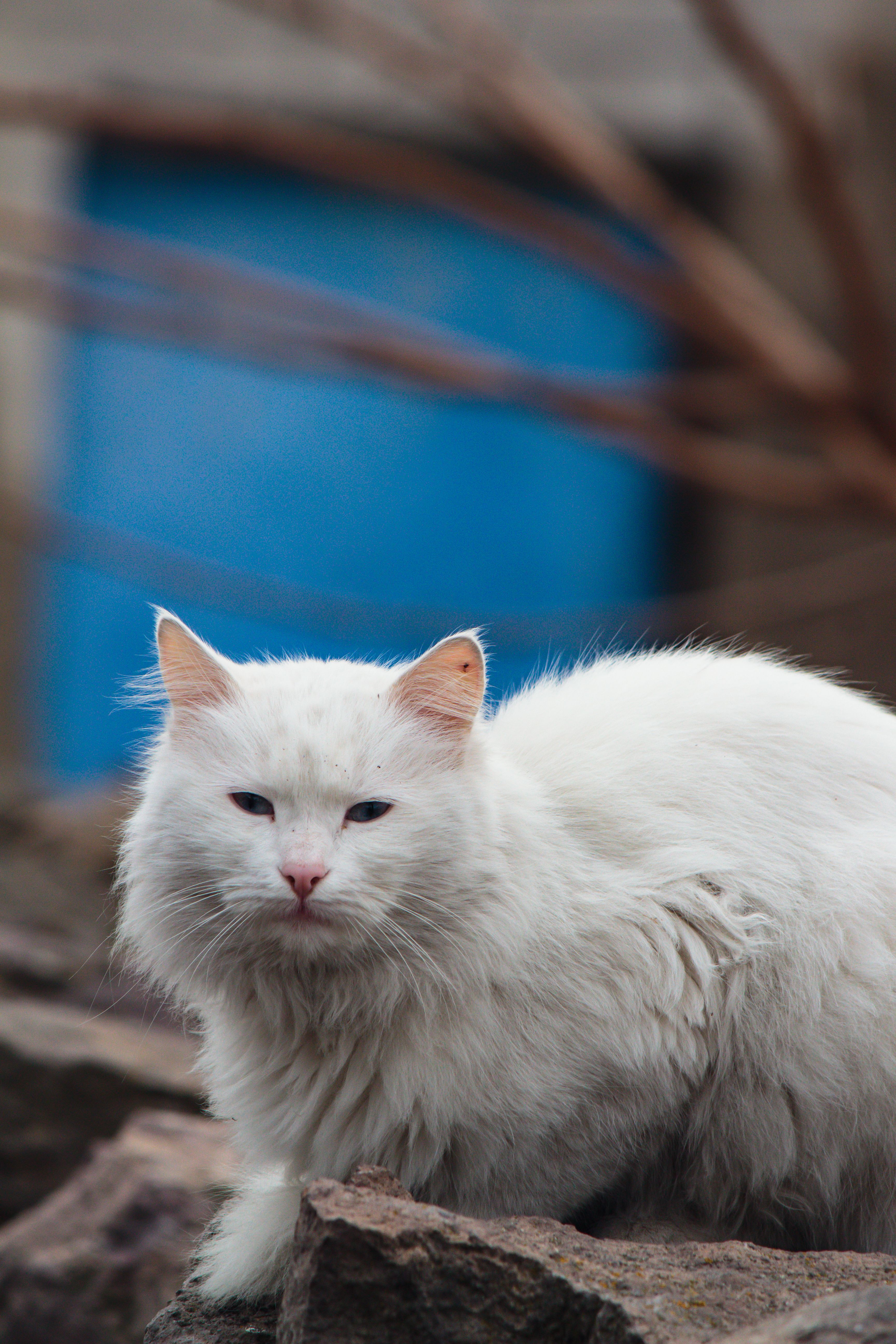 Close-Up Shot of a White Cat · Free Stock Photo